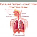 Organs that are responsible for the human voice