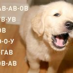 The puppy barks - an exercise to automate sound B